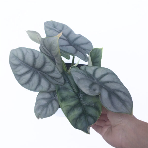 Alocasia Silver Dragon | Rare Silver Leaf Indoor Plant in 12cm Pot - Image 4