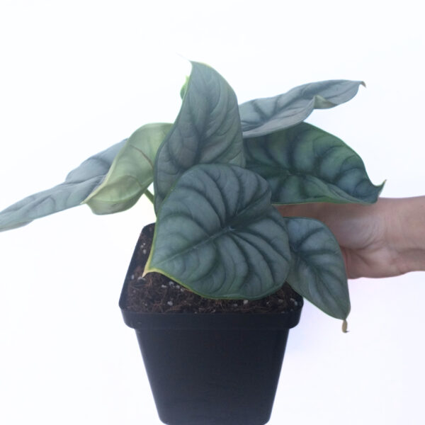 Alocasia Silver Dragon | Rare Silver Leaf Indoor Plant in 12cm Pot - Image 2
