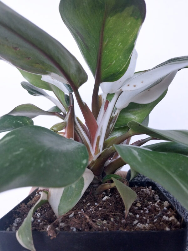 Philodendron White Knight | Rare Variegated Indoor Plant in 12cm Pot - Image 2