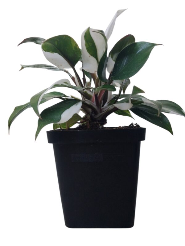 Philodendron White Knight | Rare Variegated Indoor Plant in 12cm Pot - Image 3