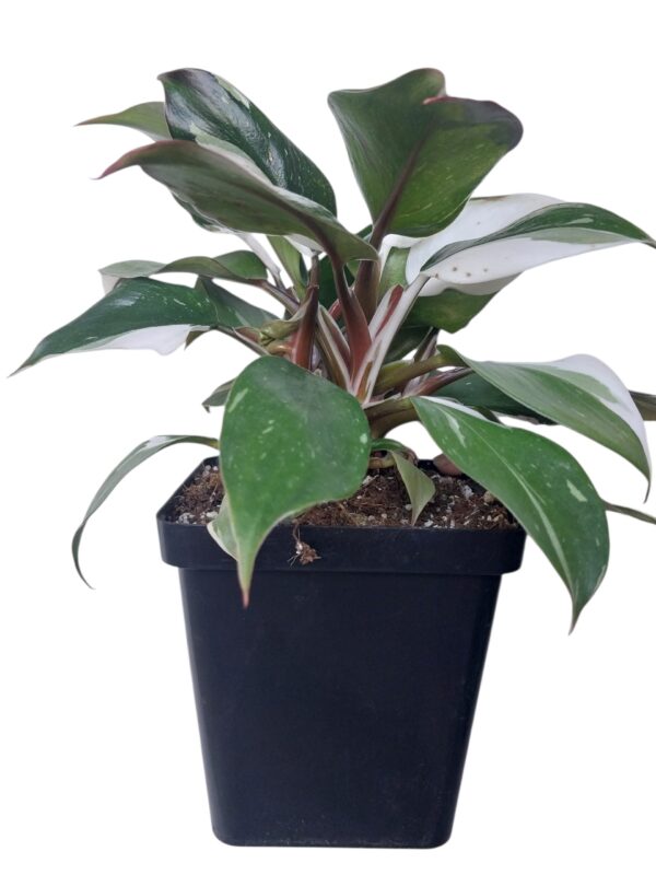 Philodendron White Knight | Rare Variegated Indoor Plant in 12cm Pot - Image 4