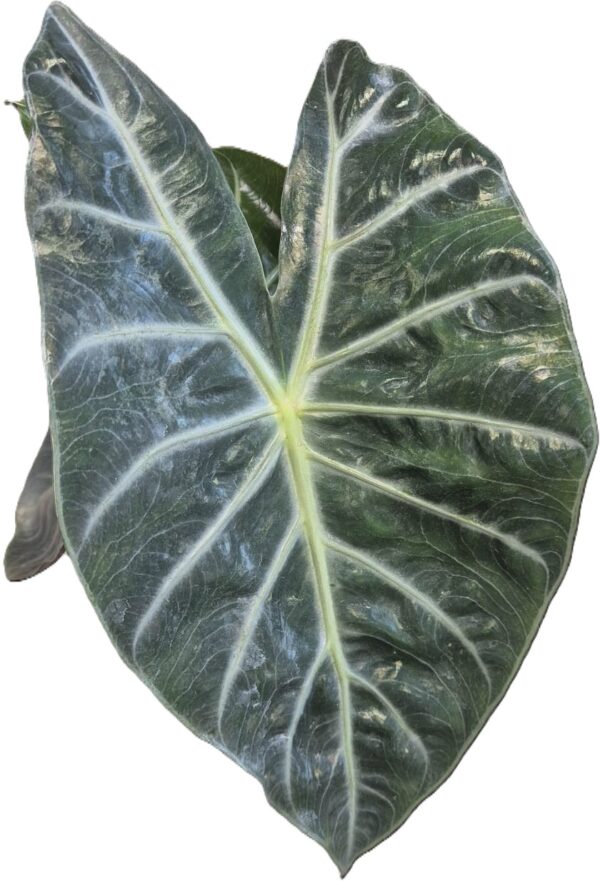 Alocasia Nairobi Nights - Exotic Indoor Plant in 14cm Pot - Image 2