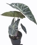 Alocasia Nairobi Nights - Exotic Indoor Plant in 14cm Pot