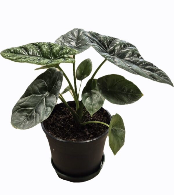 Alocasia Sinuata – Exotic Indoor Plant in 14cm Pot - Image 2