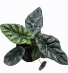 Alocasia Sinuata – Exotic Indoor Plant in 14cm Pot