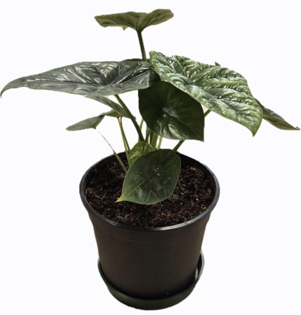 Alocasia Sinuata – Exotic Indoor Plant in 14cm Pot - Image 3