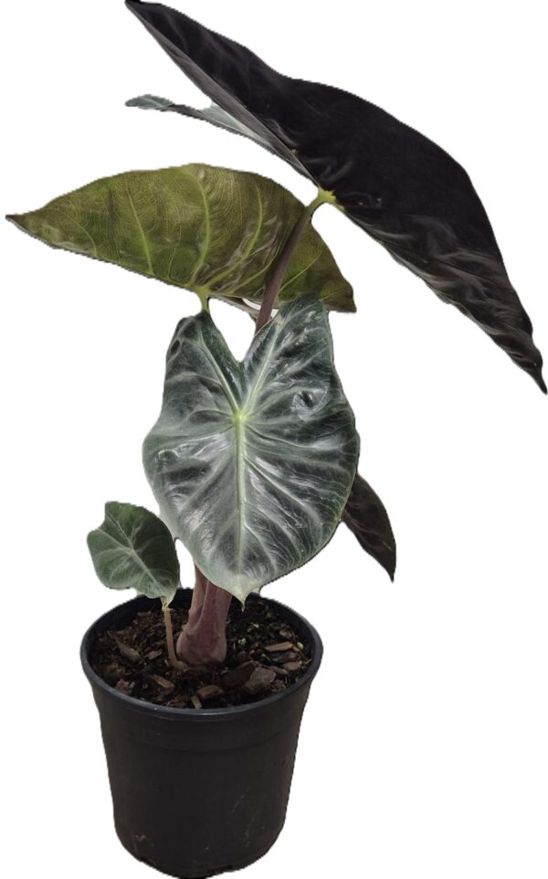 Alocasia Nairobi Nights - Exotic Indoor Plant in 14cm Pot - Image 3