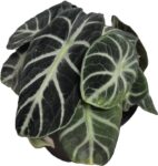 Alocasia Reginula Ninja - Exotic Indoor Plant in 14cm Pot