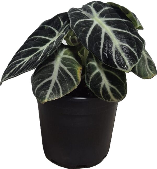 Alocasia Reginula Ninja - Exotic Indoor Plant in 14cm Pot - Image 2