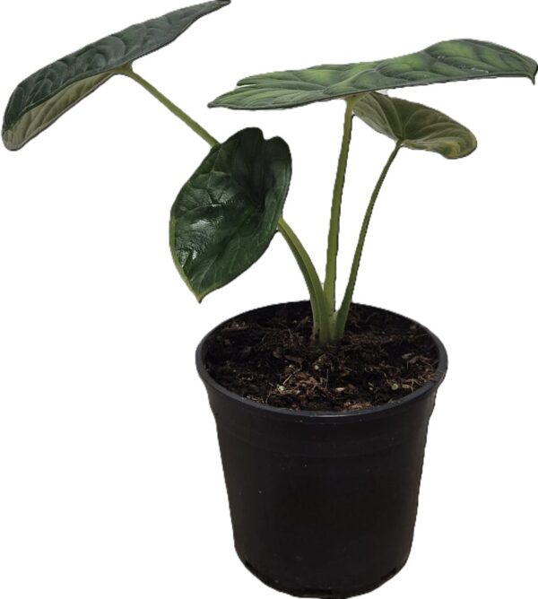 Alocasia Aegis - Exotic Indoor Plant in 14cm Pot - Image 3