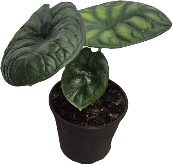 Alocasia Aegis - Exotic Indoor Plant in 14cm Pot - Image 2