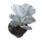 Cotyledon undulata 'Silver Ruffles' | Rare Succulent Plant | 12cm Nursery Pot