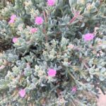Deltoid-Leaved Dew Plant | Ground Cover Succulent | 12cm Nursery Pot