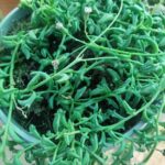 String of Dolphins (Curio peregrinus) | Trailing Succulent | 15cm Nursery Pot