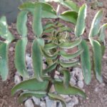 Miracle Leaf (Kalanchoe pinnata) | Medicinal Succulent | 12cm Nursery Pot