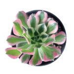 Aeonium 'Pink Witch' | Pink Succulent | 12cm Nursery Pot