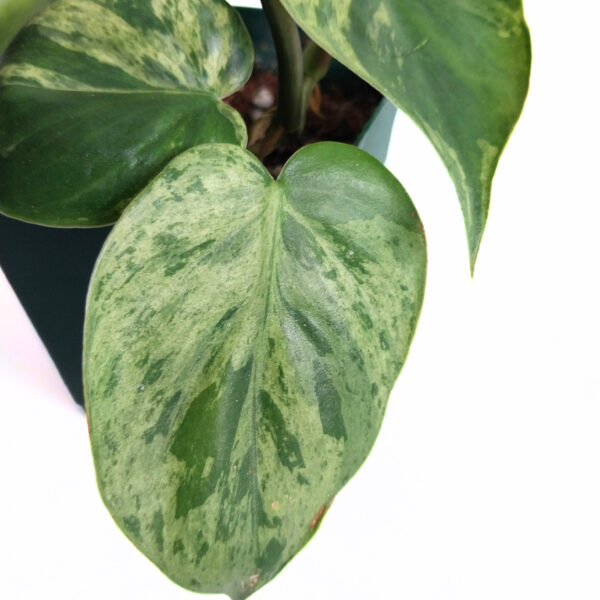 Philodendron Variegated Heartleaf | Rare Indoor Trailing Plant - Image 2