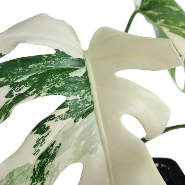 Monstera Albo - Variegated Monstera Borsigiana - Highly variegated - Image 5