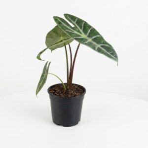 Alocasia longiloba indoor plant with elongated dark green arrow-shaped leaves, prominent white veins and burgundy stems in black plastic grow pot on white background