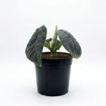 Alocasia melo indoor plant with thick textured blue-green leaves, deeply quilted veining and new emerging leaf in black plastic grow pot on white background