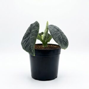 Alocasia melo indoor plant with thick textured blue-green leaves, deeply quilted veining and new emerging leaf in black plastic grow pot on white background