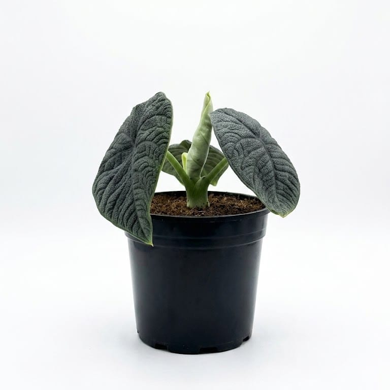 Alocacia melo Alocasia melo indoor plant with thick textured blue-green leaves, deeply quilted veining and new emerging leaf in black plastic grow pot on white background