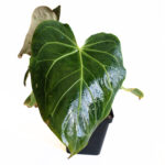 Anthurium papillilaminum Hybrid | Rare Indoor Anthurium
