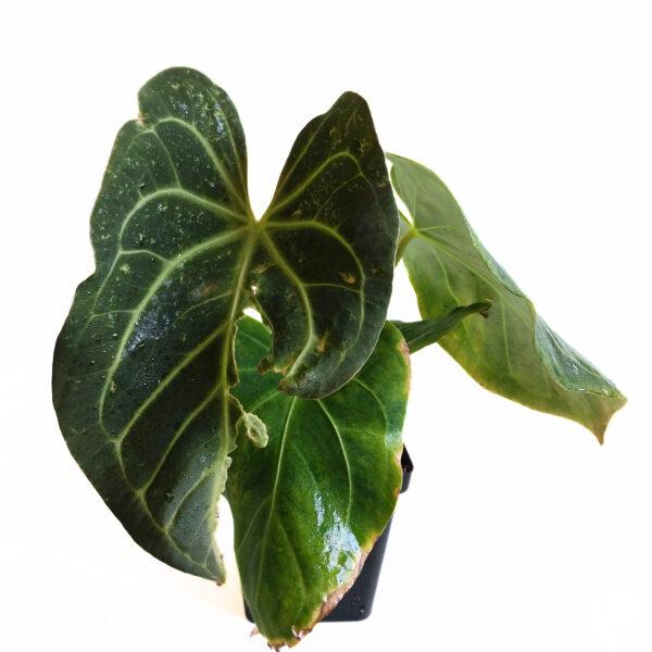 Anthurium papillilaminum Hybrid | Rare Indoor Anthurium - Image 2