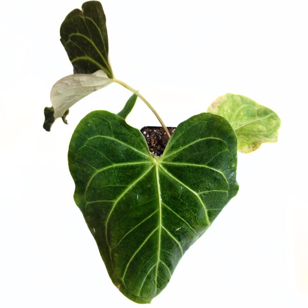 Anthurium papillilaminum Hybrid | Rare Indoor Anthurium - Image 3