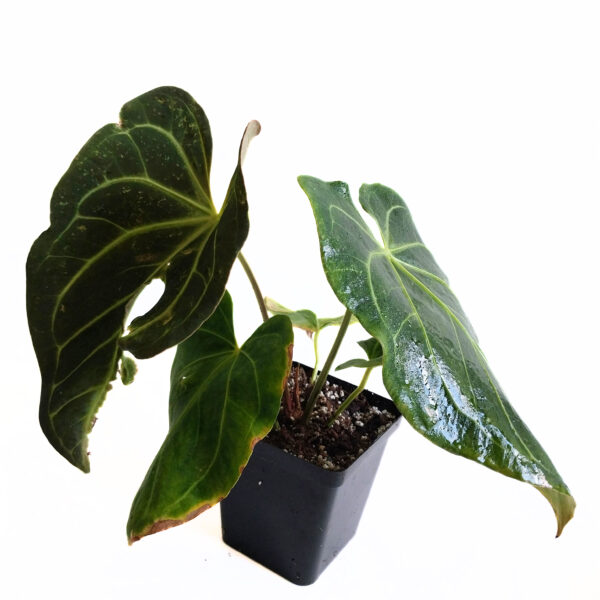 Anthurium papillilaminum Hybrid | Rare Indoor Anthurium - Image 4