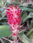 Bromeliad pyramidalis