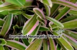 Bromeliad Neoregelia Franca