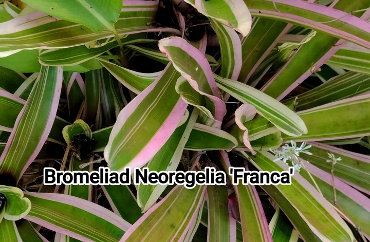 Bromeliad Franca