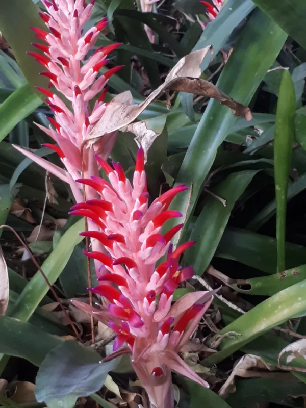 Bromeliad pyramidalis - Image 2