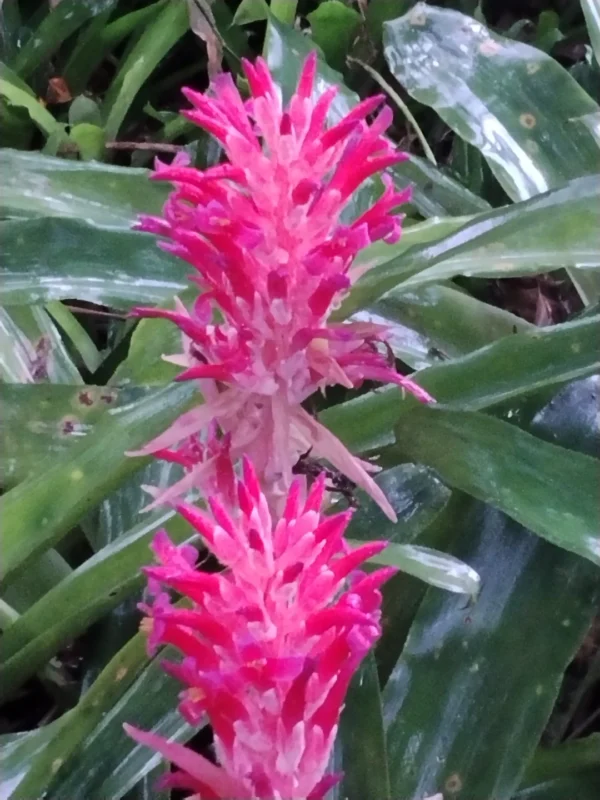 Bromeliad pyramidalis - Image 3