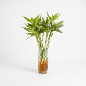 Lucky Bamboo Silver Edge indoor plant with variegated green and cream leaves, multiple upright stems growing in a clear glass vase with visible roots on white background