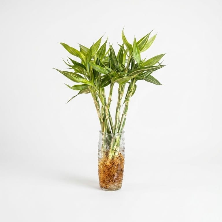 Lucky Bamboo Silver edge Lucky Bamboo Silver Edge indoor plant with variegated green and cream leaves, multiple upright stems growing in a clear glass vase with visible roots on white background