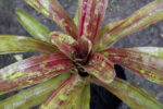 Bromeliad Stars and Stripes