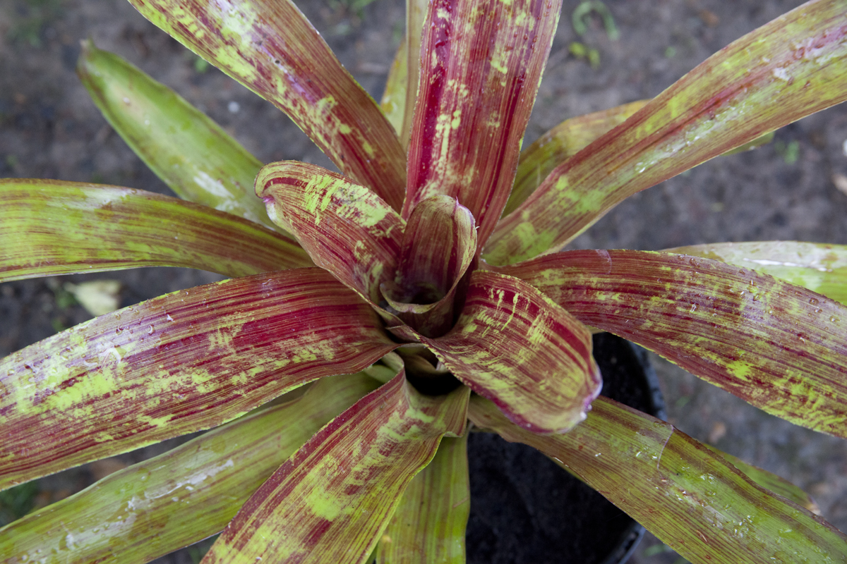 Neoregelia Stars and stripes