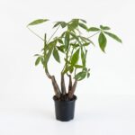 Pachira aquatica Buddha Money Tree with chunky exposed multi-stem trunk and glossy green palmate leaves in black plastic grow pot on white background