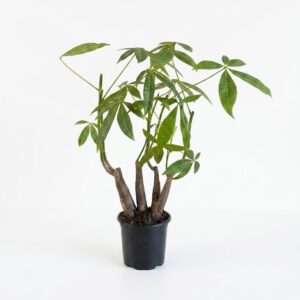 Pachira aquatica Buddha Money Tree with chunky exposed multi-stem trunk and glossy green palmate leaves in black plastic grow pot on white background