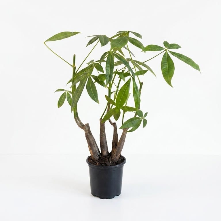 Pachira Buddha Pachira aquatica Buddha Money Tree with chunky exposed multi-stem trunk and glossy green palmate leaves in black plastic grow pot on white background