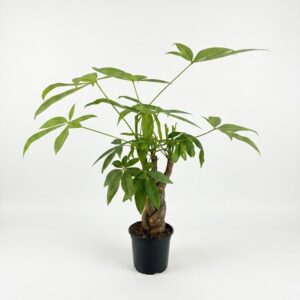 Pachira aquatica Money Tree with chunky three stem braided trunk and lush green palmate leaves in black plastic grow pot on white background