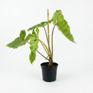 A philodendron with speckling on the leaves standing on a white surface in a black nursery pot
