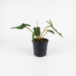 Philodendron billietiae indoor plant with long narrow green leaves and orange stems in black plastic grow pot on white background