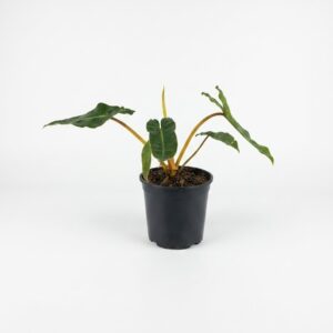 Philodendron billietiae indoor plant with long narrow green leaves and orange stems in black plastic grow pot on white background