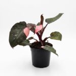 A dark leaved Philodendron with Pink variegation in a black nursery pots standing on a white background