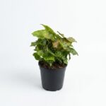 Syngonium Berry Allusion indoor plant with green arrow-shaped leaves flushed with blush pink tones in 14cm black plastic grow pot on white background