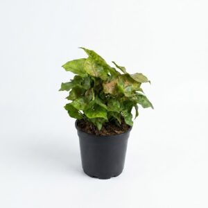 Syngonium Berry Allusion indoor plant with green arrow-shaped leaves flushed with blush pink tones in 14cm black plastic grow pot on white background