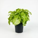 Syngonium Golden Allusion indoor plant with golden-green arrow-shaped leaves and creamy variegation in 14cm black plastic grow pot on white background